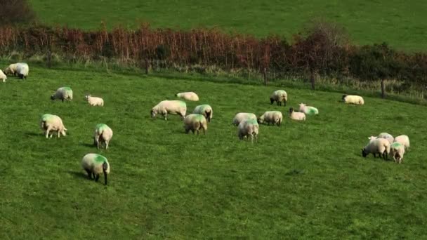 Zielone Pole Wieloma Wypasem Owiec Graniczy Płotem Krzewami — Wideo stockowe