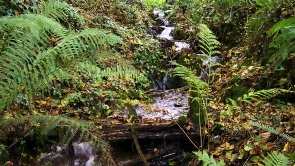 Los Helechos Bordean Una Cascada Natural Entorno Forestal Cámara Lenta — Vídeo de stock
