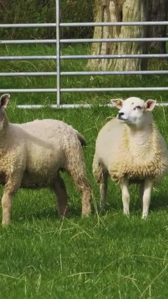 Três Ovelhas Dois Adultos Mais Jovem Pasto Verde — Vídeo de Stock
