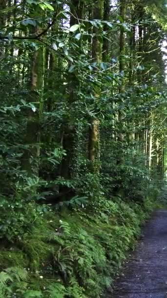 Uma Trilha Caminhada Meio Uma Floresta Espessa Com Luz Solar — Vídeo de Stock