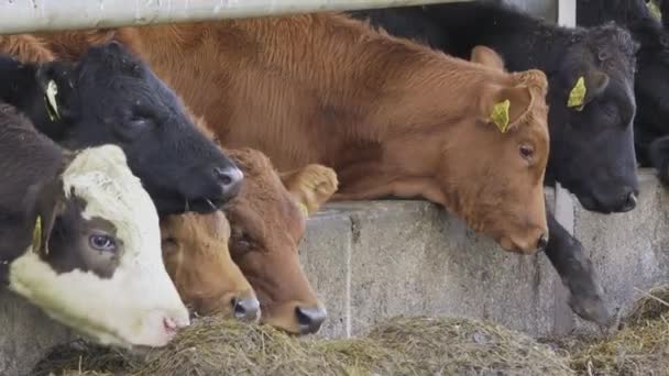 Vacas Con Etiquetas Amarillas Alimentan Heno — Vídeos de Stock