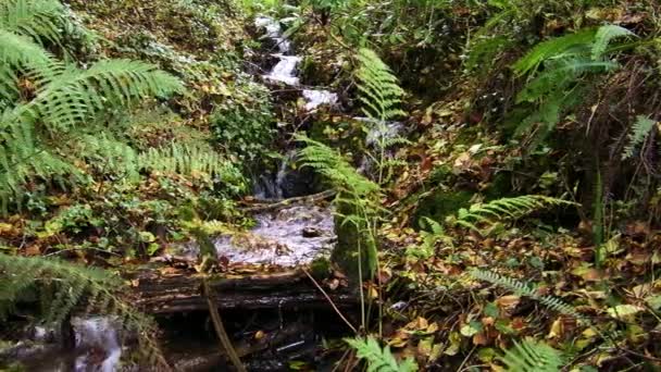 Ein Waldbach Fließt Durch Dichte Grüne Vegetation Zeitlupe Schwenken — Stockvideo