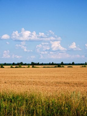Olgun bir tarlanın üzerinde güneşli bir gün, önde yeşil çimenler, uzak ağaçlar ve tepemizde parçalı bulutlu bir gökyüzü..