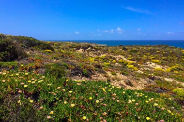 Görüntü, açık mavi gökyüzünün altında çeşitli bitki örtüleriyle canlı bir kıyı manzarası yakalıyor..