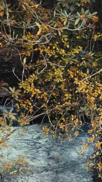 Strumień Płynie Otoczony Drzewami Jesiennym Kolorze Pionowe Wideo — Wideo stockowe