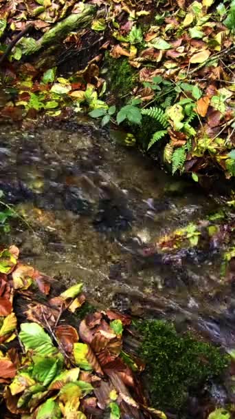 Stream Flowing Amidst Vibrant Mixed Foliage Slow Motion Vertical Video — Stock Video