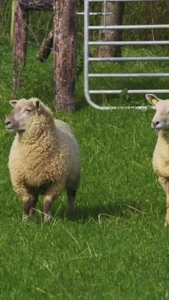 Ovce Silnými Kabáty Stojí Plotu Travnaté Půdě — Stock video
