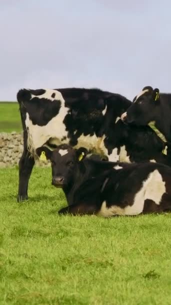 石の壁に囲まれた畑に牛がいる牧草地のシーン バーティカルビデオ — ストック動画