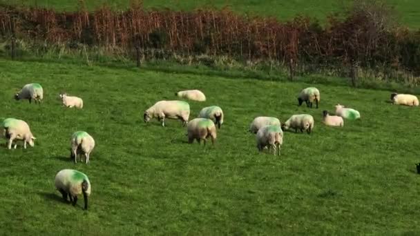Eine Schafherde Genießt Einen Sonnigen Tag Einem Lebendigen Grünen Feld — Stockvideo