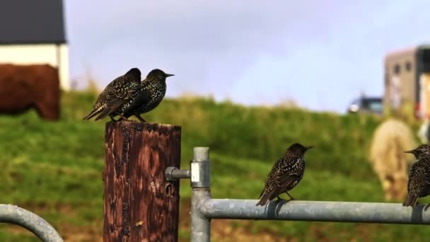 斑斑的鸟儿静静地坐在乡村的环境中 展示着大自然与人类共存的景象 — 图库视频影像