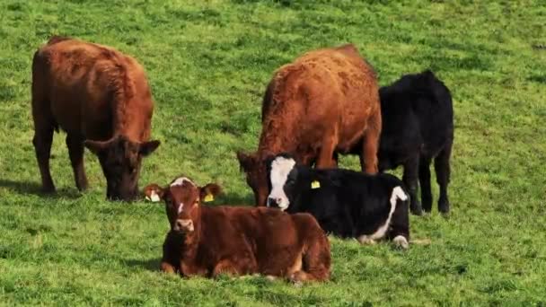 Grupo Cinco Vacas Campo Verde Algunas Pastando Algunas Descansando — Vídeos de Stock