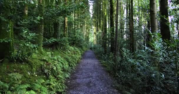 Ένα Χαλικώδες Μονοπάτι Φυσάει Μέσα Από Ένα Πυκνό Πράσινο Δάσος — Αρχείο Βίντεο