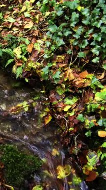 Dökülen yaprakların arasında gevezelik eden bir dere. Ağır çekim. Dikey video.