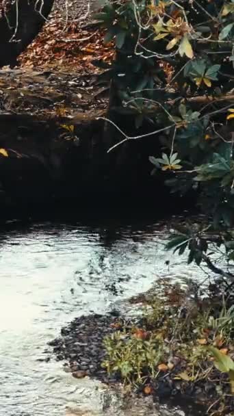 Arbres Feuilles Jaunes Ombrageant Ruisseau Qui Coule Vidéo Verticale — Video