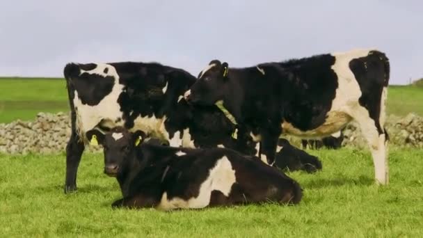 Krávy Různých Pózách Pulzující Zelené Pastvině Pod Modrou Oblohou — Stock video