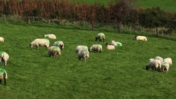 Četné Ovce Některé Označené Barvou Krmení Trávě Oplocené Oblasti — Stock video