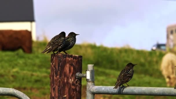 四只小鸟栖息在农田附近 它们斑斑的羽毛与乡村的背景混合在一起 — 图库视频影像