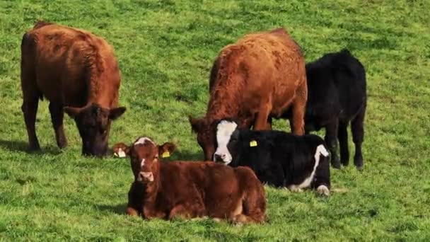 Cinco Vacas Algunas Marrones Algunas Negras Exuberante Pasto — Vídeos de Stock