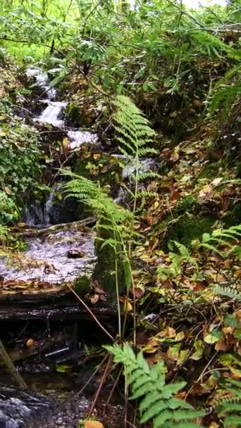 森林里的一个瀑布 被生机勃勃的蕨树环绕着 慢动作垂直录像 拉皮条 — 图库视频影像