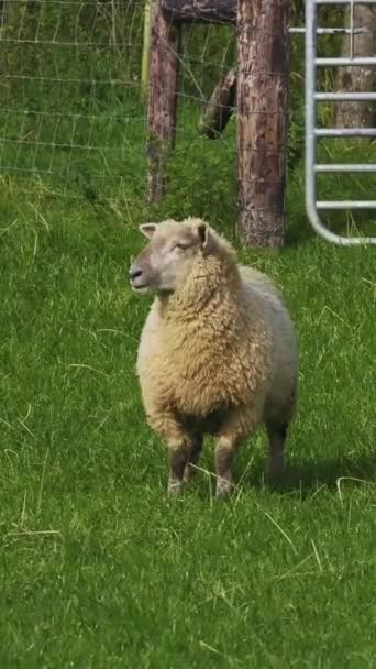 Jedna Bílá Nadýchaná Ovce Stojí Zeleném Trávníku Svislé Video — Stock video
