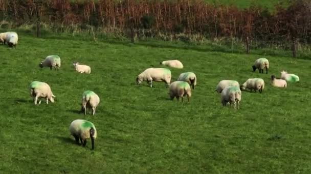 Una Escena Pastoral Ovejas Pastando Prado Luminoso Soleado — Vídeo de stock