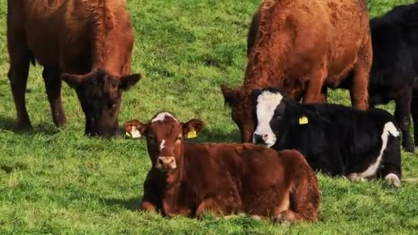 Vacas Diferentes Colores Ven Campo Verde Vibrante — Vídeos de Stock