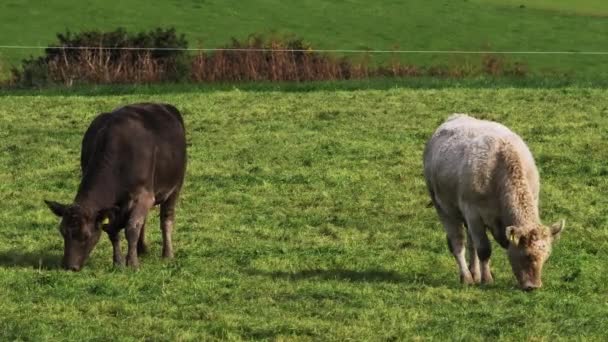 Inek Bir Koyu Kahverengi Bir Beyaz Yemyeşil Bir Tarlada Otluyor — Stok video