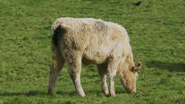 Ljusbrun Kalv Betar Ett Frodigt Grönt Fält Dess Päls Lätt — Stockvideo