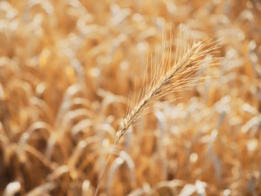 Tarladaki bireysel buğday saplarına odaklanan resim.