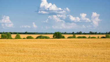 Sonsuz altın taneciklerinden oluşan bir denizin üzerinde berrak gökyüzü ve yumuşak bulutlar..