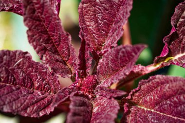 Kıvrımlı yüzeyi olan kırmızı ve mor yaprakların yakın çekimi..