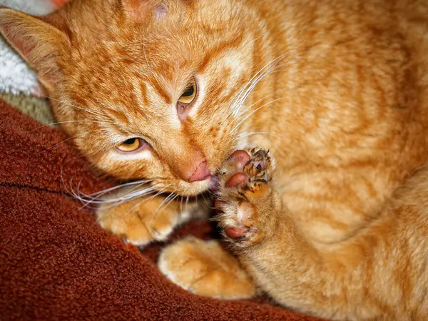 An orange cat with a white muzzle is grooming its paw on a brown blanket. A close-up of an orange cat cleaning its paw, lying on a textured brown surface.