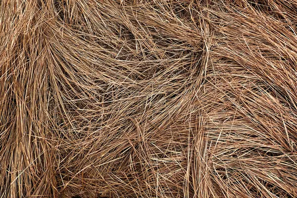 画像は 互いに相互作用する乾燥した茶色の草のストランドの密集したコレクションを表示します — ストック写真