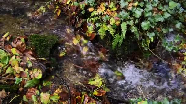 Ein Ruhiger Bach Fließt Inmitten Üppiger Vegetation Zeitlupe Vergrößern — Stockvideo