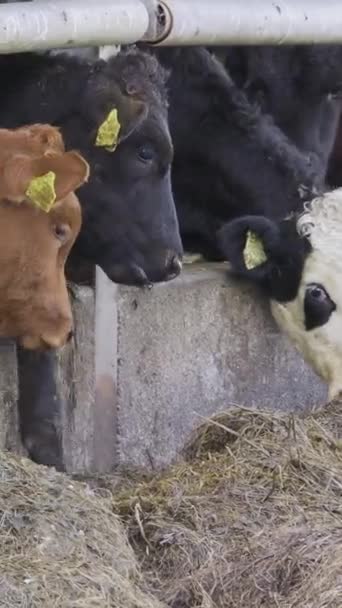 牛が食事を楽しんでいるグループ — ストック動画