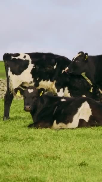 Group Cows Enjoying Outdoors Grassy Field Vertical Video — Stock Video