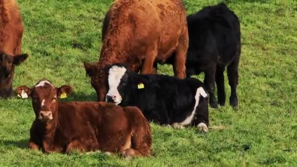 Afbeelding Toont Vijf Koeien Een Veld Twee Eten Drie Rusten — Stockvideo