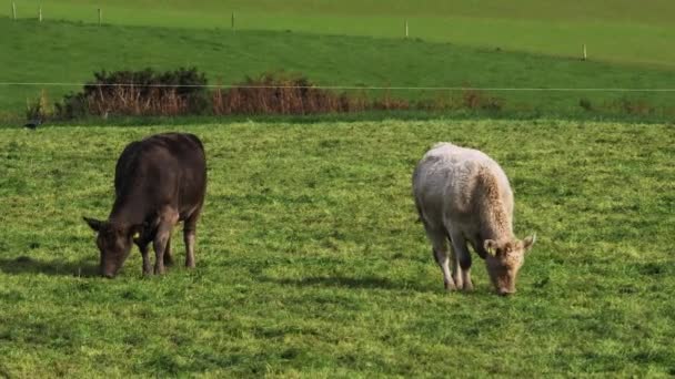 Brązowa Biała Krowa Jedzą Trawę Zielonym Pastwisku Płotami Tle — Wideo stockowe