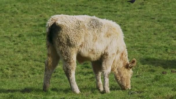 Video Ukazuje Mladou Krávu Živící Trávou Otevřené Slunné Pastvině — Stock video