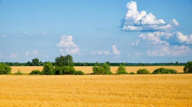 Açık ufuktan parlak güneş gibi buğday hafifçe sallanıyor..