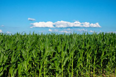 Gökyüzüne uzanan yeşil mısır bitkileri.