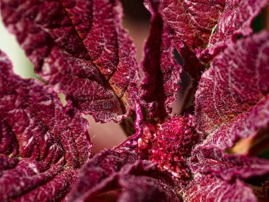 Kırmızı yaprakların detaylı görünümü, karmaşık yaprak desenlerinin vurgulanması.