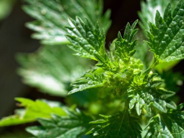 Karmaşık dokuları ve desenleri olan, güneş ışığıyla vurgulanmış yeşil yaprakların yakın çekimi.