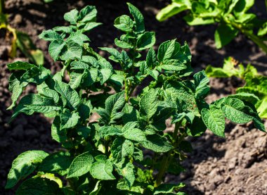 Güneş ışığı altında dokulu yaprakları olan yeşil patates bitkilerinin yakın çekimi..