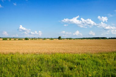 Berrak gökyüzü bulutlu, yemyeşil ve uzak ağaçlarla çevrili geniş bir altın ekin tarlası üzerinde süzülüyor..