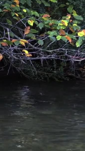 Les Eaux Calmes Ruisseau Reflètent Feuillage Vert Jaune Dessus Vidéo — Video