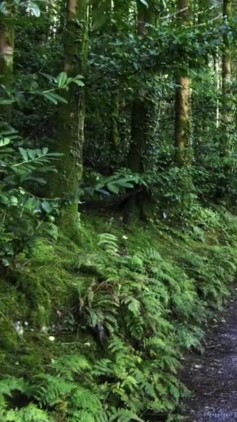 Serene Walking Trail Surrounded Lush Greenery Tall Trees Vertical Video — Stock Video