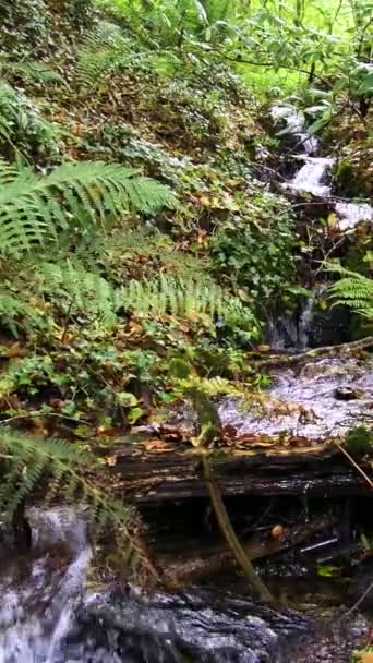 Zelené Kapradiny Obklopují Malý Skalnatý Vodopád Lese Zpomal Vertikální Video — Stock video