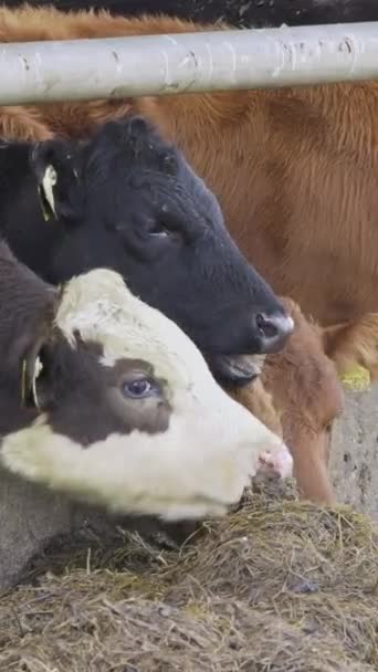 Чотири Корови Їдять Суху Траву Повільний Рух — стокове відео