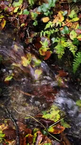 Ein Kleiner Bach Umgeben Von Verschiedenen Pflanzen Zeitlupe Vertikales Video — Stockvideo